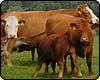 stabiliser calves