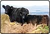 Galloways Paying Dividends at Hedgeley Hall