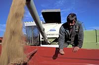 Corn, Soybean, Wheat Prices Rally as Dry Weather May Hurt Crops