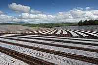 planting