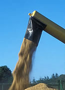 wheat