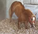 AirLite Animal Bedding