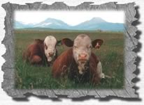 simmental cattle