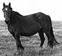 fell pony