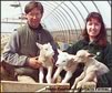qualitysheep