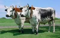 Randall Lineback cattle