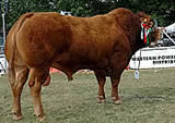 Rathkeeland Limousin