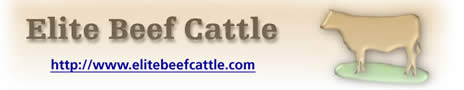 elite beef cattle