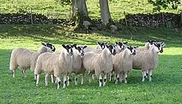 Mule Ewe lambs