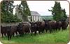 Galloways in the blood