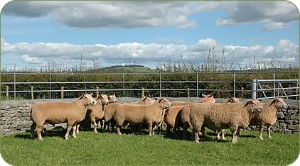 Ram lambs entered for the NSA Builth Ram Sale in September 2004 which averaged £405 for eight. 