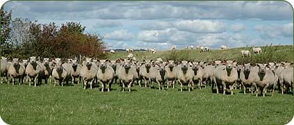The Wraycastle pedigree Charollais ewes at Low Foulshaw.