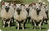 Cheviot Sheep