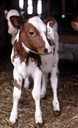 calf