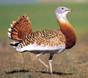 Great Bustard