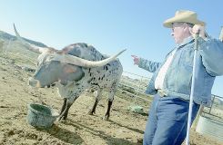 Doug Hunt talks about the horn span on his prize-winning Texas Longhorn on Dec. 22 at his Diamond Valley home. The horns measure 71 inches from tip to tip.