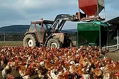Chicken Fodder