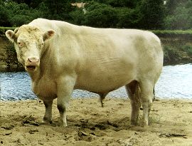 The influence of the Whitebred Shorthorn will feature strongly in the Highland Cattle Society demonstration at Beef Expo 2004.