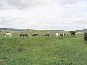 Blue Grey Cows