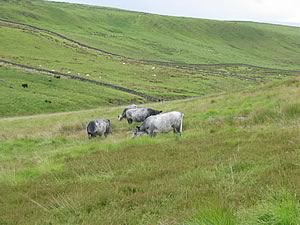 Blue Greys may be lost from upland areas 