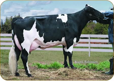 The Norstein is bred by crossing the Holstein with the Norwegian Red