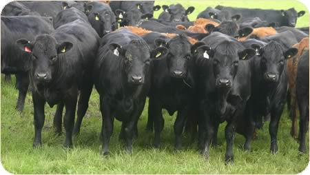 Home-bred 10 month old F1 Stabiliser heifers to be mated to Stabiliser bulls to calve at two years old at Robert Robinson's Snipe House, Alnwick.