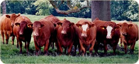 Stabiliser cattle at JSR Farms, Givendale