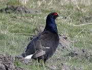 black grouse