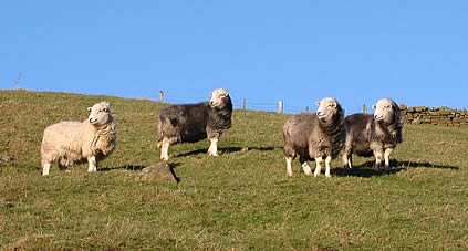 Herdwick sheep