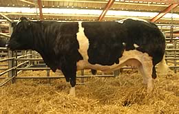 Ridge Dean Sherry 2 top price at 4,700gns