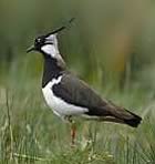 Lapwing