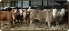 blonde cross calves