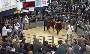  Supreme Champion Sarkley Unrivalled being sold at 17,000gns