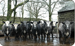 Blue Grey heifers at Farney Shield