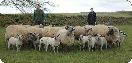 pedigree Bleu du Maine ewes and lambs