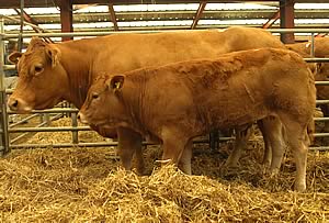 Tunnelby Patience & heifer calf 
