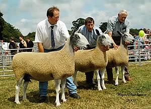 The champion in the Blue Faced leicester progeny show held at the Penrith Show went to MC Robinson, West Cocklaw, Northumberland, with 3 ewes all sired by the Pennine L1