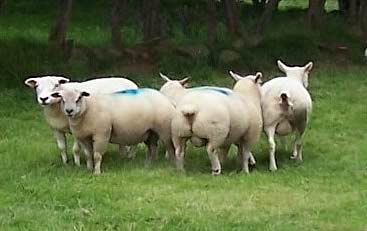 Texel cross Beltex ewes