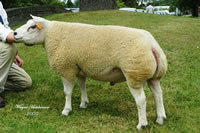The sale peaked at 7,000gns for a shearling ram from Allan Jackson, of Biggar