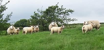 Texel ewes 