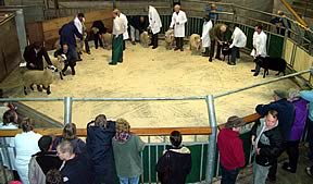 Class winners parade in the main sales ring at Skipton at-last year's show