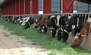 The organic milkers at the feed barrier with zero-grazed grass.