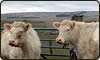 whitebred shorthorn