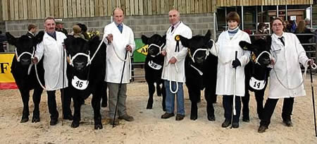 Champions and handlers at the Skipton Aberdeen-Angus calf show 