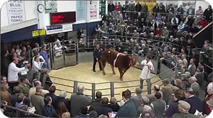 limousin sale ring