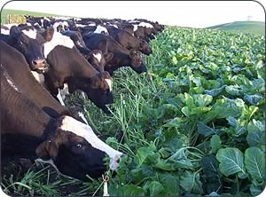 Dairy cows strip-grazing kale 