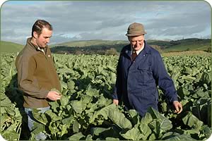 Howard and Thomas Nelson with this year's kale crop