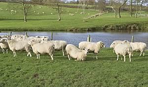 Sheep showing signs of footrot