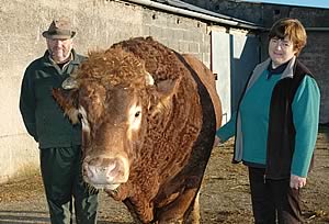 Steadman and Judy Dodd with stock bull Allanfauld Rumpus