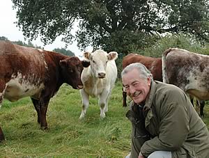 Gerald Turton with Shorthorn heifers.